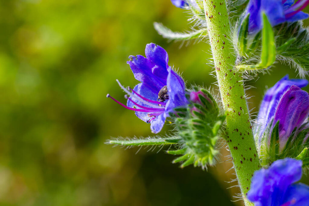 Viper 'ın böcek ilacı ya da yabani ot Echium vulgare doğal yeşil arka planda çayırda çiçek açıyor. Makro. Seçici odaklanma. Ön görünüm. - Fotoğraf, Görsel