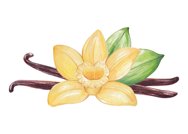 Watercolor vanilla flower and vanilla   beans on white - Photo, Image