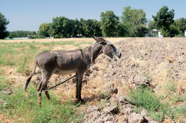 Ass, hack, serf farm animal in Uzbekistan - Foto, Imagem