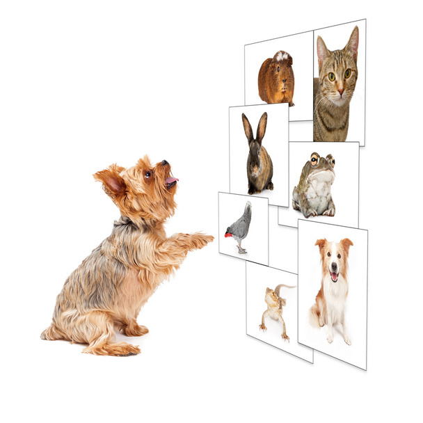 犬ペット写真壁をスクロール - 写真・画像