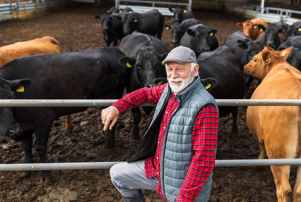 Mature farmer leaning on fence and watching cows on ranch - Photo, Image