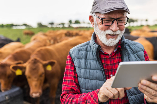 Зрілий фермер тримає планшет перед великою рогатою худобою Червоного Ангуса на ранчо - Фото, зображення
