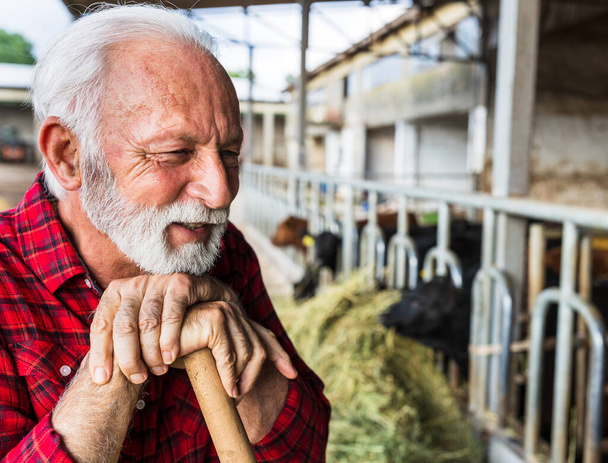 Portret van een oudere boer die op een schep rust voor koeien op een melkveebedrijf - Foto, afbeelding