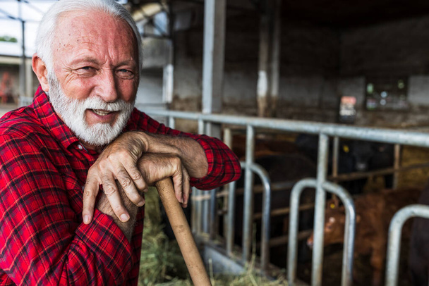 Portrét zralého farmáře opírajícího se o lopatu před červeným a černým angus dobytkem ve stodole - Fotografie, Obrázek