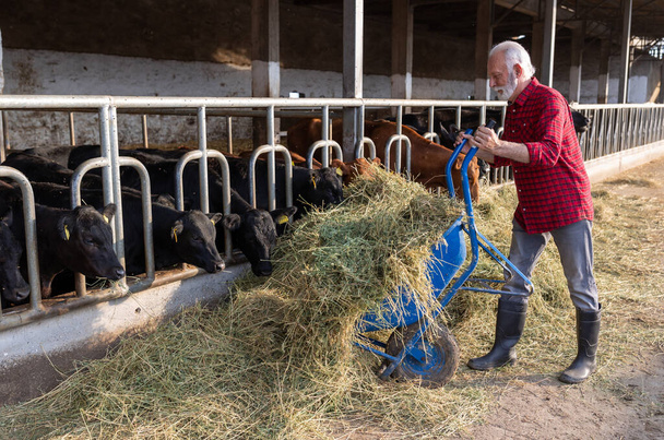 Érett mezőgazdasági termelő, aki a gazdaságban a talicskából származó szénával és lucernával eteti a teheneket - Fotó, kép