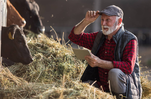 Granjero maduro sosteniendo la tableta frente al ganado Angus Negro en el rancho lechero - Foto, Imagen