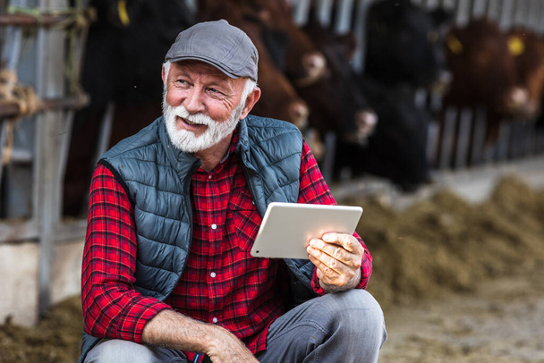 Agricultor maduro usando tableta frente al ganado rojo y negro Angus en el rancho - Foto, imagen