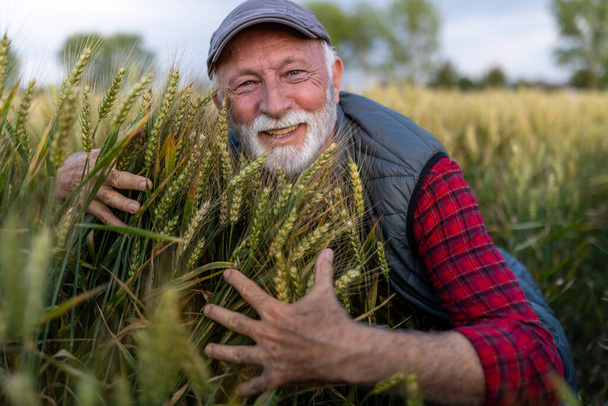 Portrait d'un agriculteur âgé accroupi dans un champ de blé doré et embrassant un faisceau de cultures - Photo, image
