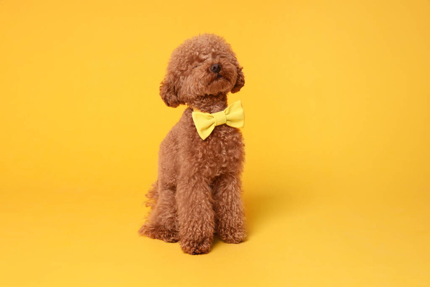 Cute Maltipoo dog with yellow bow tie on neck against orange background - Фото, изображение