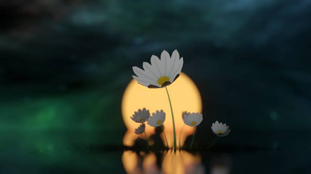 White daisy in a swamp with aurora sunset sky in background (3D Rendering) - Photo, Image