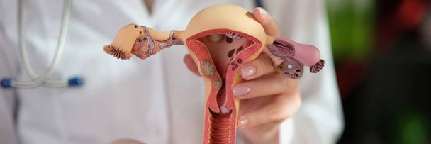 Gynécologue montre le modèle du système reproducteur féminin. Santé des femmes et gynécologie concept. - Photo, image