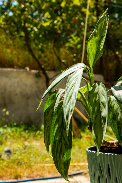 Aglaonema Maria Christina liście roślin domowych - Zdjęcie, obraz