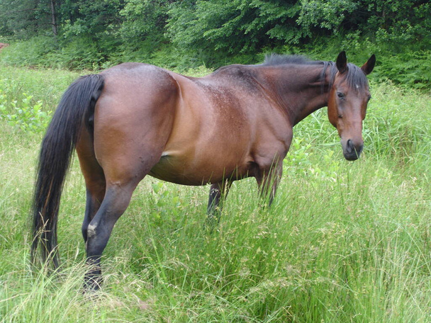 caballo de pie en un paddock con prado y una cerca - Foto, imagen