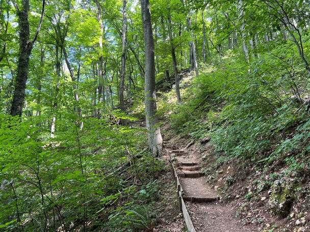 Wandel- en wandelpaden in het bospark Jankovac of leerpad van de graaf in het natuurpark Jankovac - Papuk, Kroatië (Grofova poucna staza na Jankovcu - Park prirode Papuk, Hrvatska)) - Foto, afbeelding