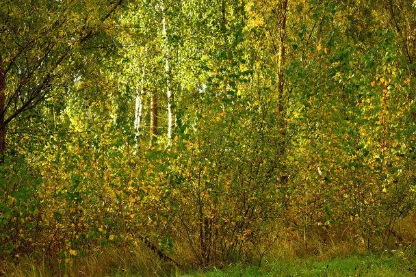 Bosquet avec jeunes arbres au début de l'automne. Les feuilles sur les arbres ont commencé à jaunir. - Photo, image