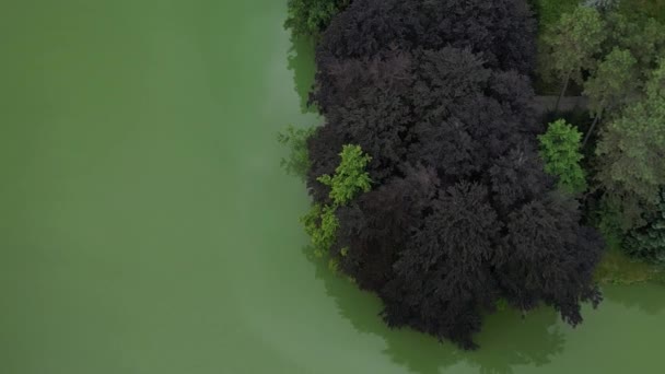 πάρκο τοπίο με φωτεινά κίτρινα μονοπάτια, όπως σε ένα τροπικό δάσος. Τα δέντρα έχουν κλαδιά πάνω από το νερό. Το νερό είναι φρέσκο πράσινο, πιθανότατα γεμάτο θρεπτικά συστατικά και κυανοβακτήρια. οξιά με κόκκινα φύλλα - Πλάνα, βίντεο