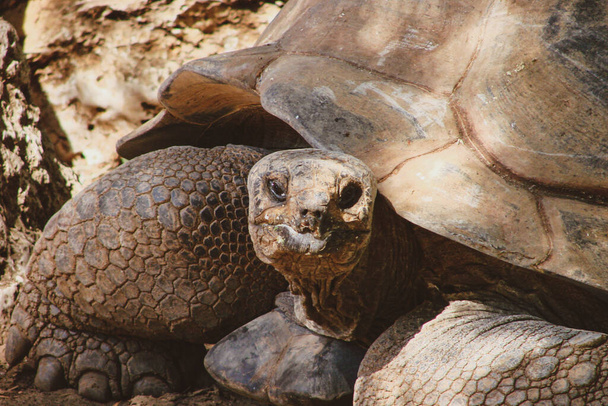 Retrato de cerca de una tortuga gigante de tierras raras. Un reptil grande y viejo con un caparazón fuerte y una piel dura y texturizada en contraste con la luz natural cálida en su hábitat. - Foto, imagen