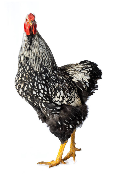 Wyandott rooster isolated on white background looks to the camera - Photo, Image
