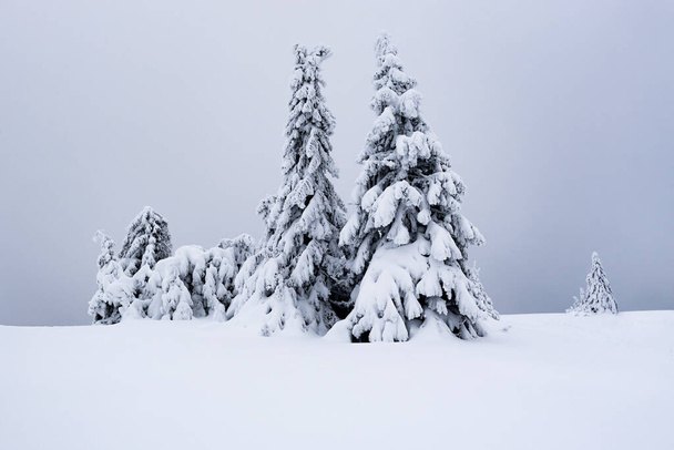 雪が覆われた雪と凍った木々が山の真の冬のシーン. 山の谷の凍った屋外シーン. 自然のコンセプトの背景の美しさ. - 写真・画像