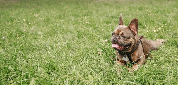 Un bulldog divertido y lindo yace en la hierba. El perro está descansando en la naturaleza. Mascota en un paseo por el parque. - Foto, imagen