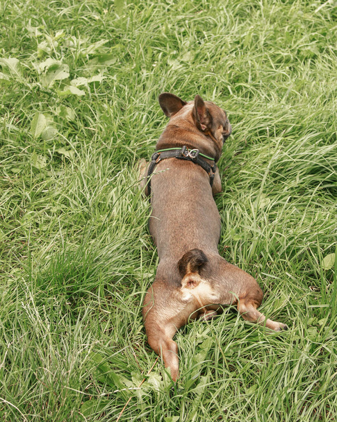 Zabawny i ładny buldog leży w trawie. Pies odpoczywa w naturze. Zwierzę domowe na spacerze po parku. - Zdjęcie, obraz