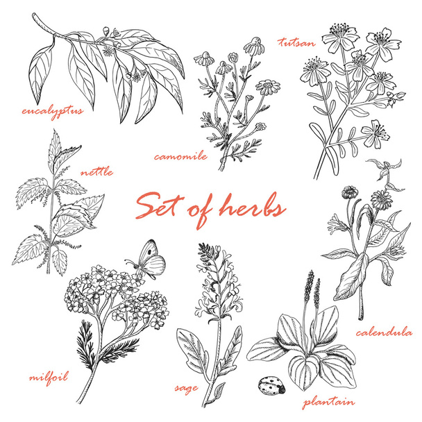 Set of isolated herbs in sketch style - Vektör, Görsel