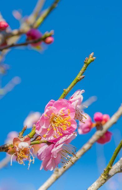 image of plum flower with blue sky background. - Photo, Image
