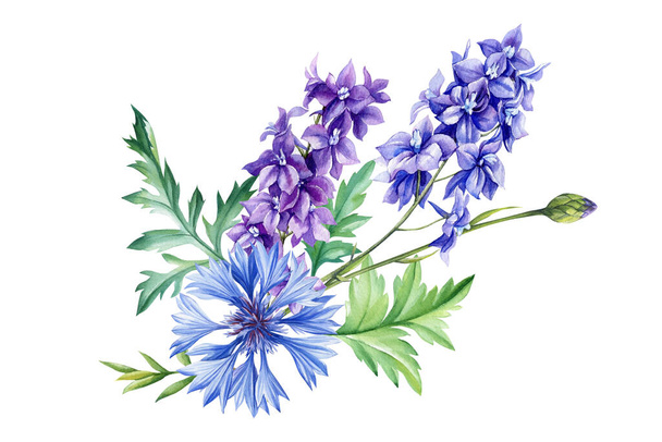 Blue flower. Watercolor hand drawing flora, botanical illustration. Cornflower and Delphinium flower. High quality illustration - Photo, Image