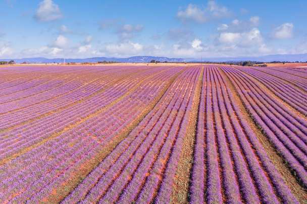 Εκπληκτικό φυσικό τοπίο. Πανοραμικά λιβάδια λεβάντας στην Provence Valensole, Γαλλία. Υπέροχη σκηνή, καταπληκτικό καλοκαιρινό τοπίο με ανθισμένα λουλούδια λεβάντας, γαλήνια θέα στο ηλιοβασίλεμα, γεωργία - Φωτογραφία, εικόνα