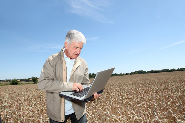 Agronomist in wheat field - Foto, afbeelding