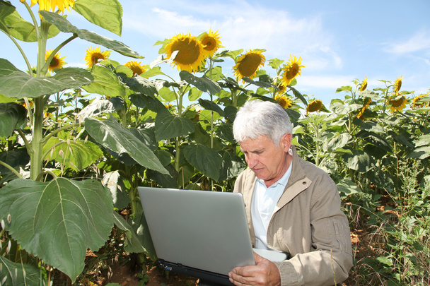 Agronomist in sunflowers field - Фото, изображение
