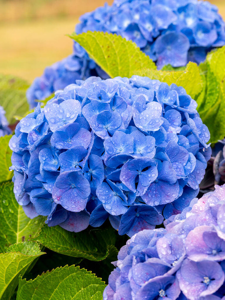 detail of a blue Hydrangea or hortensia flowers (Hydrangea Macrophylla) with blurred background - Photo, Image