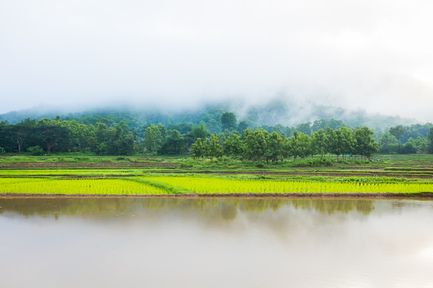 Pirinç alan sis ve dağ ağacı - Fotoğraf, Görsel