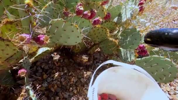 Cosechando frutos de pera espinosa de almohadillas de cactus - Metraje, vídeo