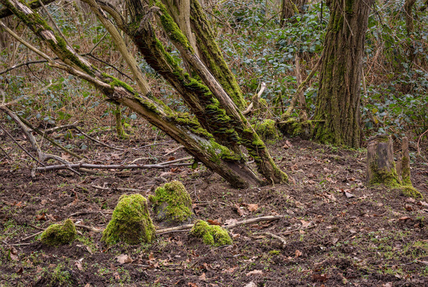 Krzew porośnięty grzybami i mchem zimą w lesie z wieloma liśćmi na ziemi, Niemcy - Zdjęcie, obraz