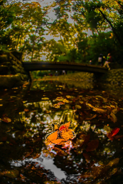 Padlé listí plave ve vodě. Místo střelby: Setagaya-ku, Tokio - Fotografie, Obrázek