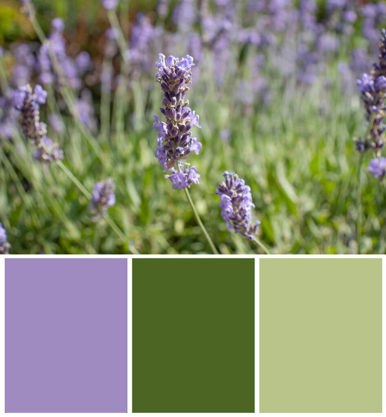 Sage flower swatch color palette - Photo, Image