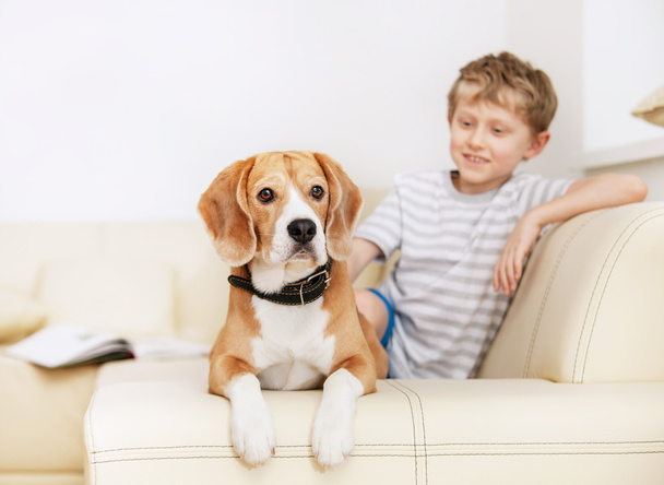 Little boy with beagle on  sofa - Zdjęcie, obraz