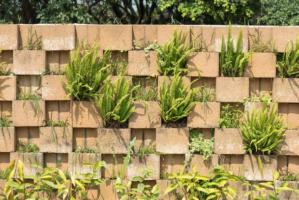 Бетонная стена с растениями
 - Фото, изображение