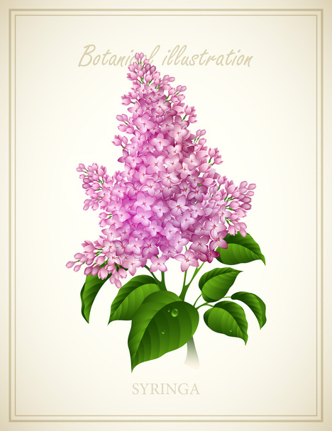 Syringa. Botanical Vector illustration - Vector, Image