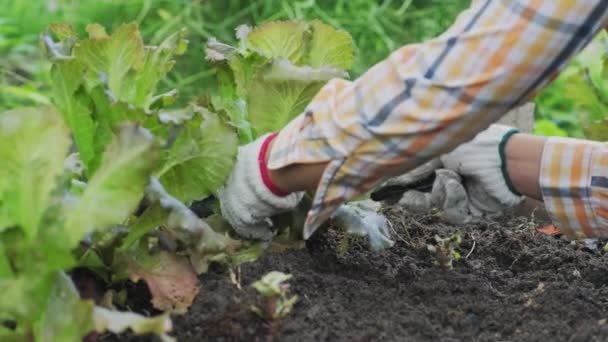 Fiatal ázsiai nő farmer dolgozik ökológiai kerti zöldségek. Friss salátát szedő nő a kertben. Göndör zöld levelek zöld saláta nő a kertben. - Felvétel, videó