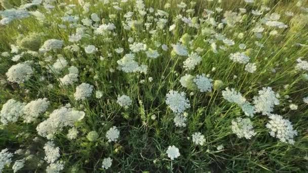 Bílé květy pole královny annes krajky také známý jako divoká mrkev nebo Daucus karota, široký úhel. - Záběry, video