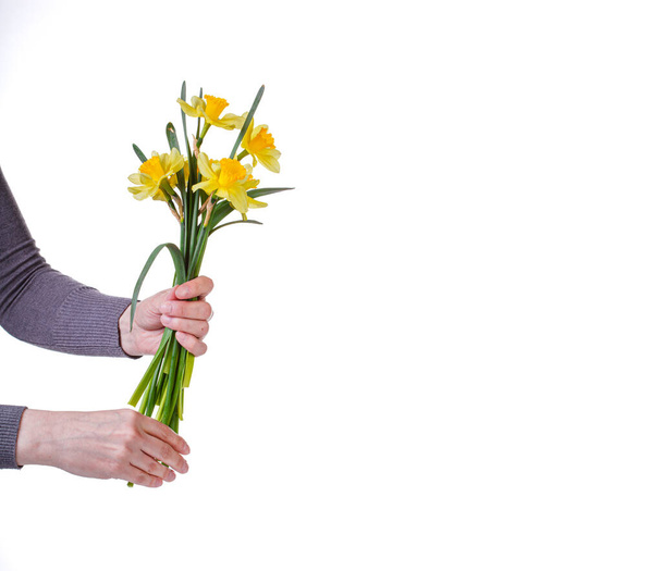 schöne gelbe Blumen Narzissen in den Händen eines Mädchens auf weißem Hintergrund Nahaufnahme - Foto, Bild