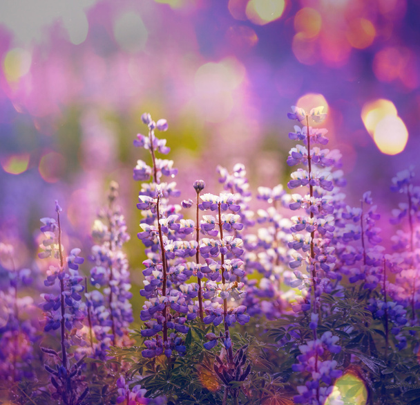 Sinilupiinin kukat
 - Valokuva, kuva