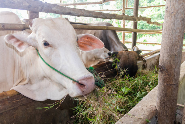 Устойчивый, сельское хозяйство и коровы едят на ферме для здоровья, здоровья и молочных поставок. Промышленность, сельское хозяйство и кормление скота на открытом воздухе в экологически чистых, природы или животноводства окружающей среды в сельской местности. - Фото, изображение