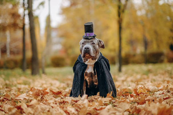 Американский булли-дог в костюме для празднования Хэллоуина. Собака в костюме летучей мыши-вампира. Подготовка собаки к Хэллоуину. - Фото, изображение