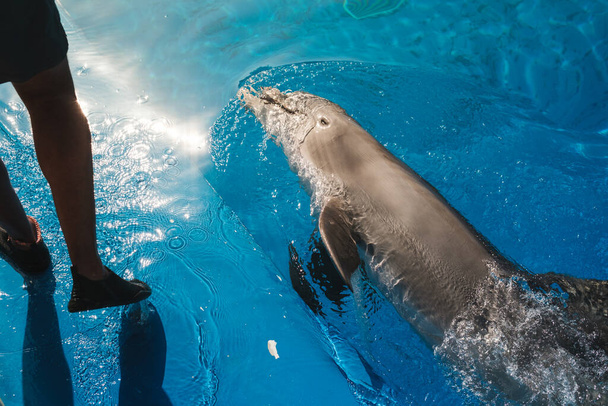 Alto ângulo de cultura treinador anônimo praticando truques com golfinho nadando na água da piscina no dia ensolarado - Foto, Imagem