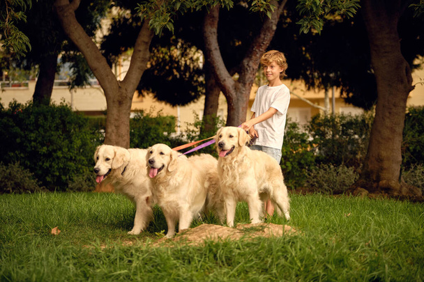 Joyeux enfant préadolescent marchant avec un paquet de chiens Golden Retriever pelucheux en laisse dans un parc d'été - Photo, image