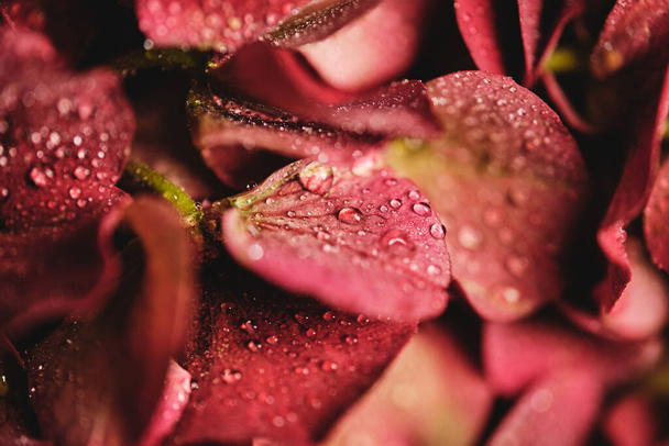De arriba primer plano de flor de color rojo brillante con delicados pétalos que crecen en el jardín sobre fondo borroso - Foto, imagen