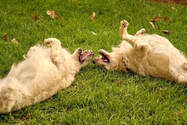Mignon pelucheux Golden Retriever chiens avec les bouches ouvertes couché sur la pelouse et jouer ensemble dans le parc d'été - Photo, image